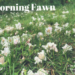 The Morning Fawn